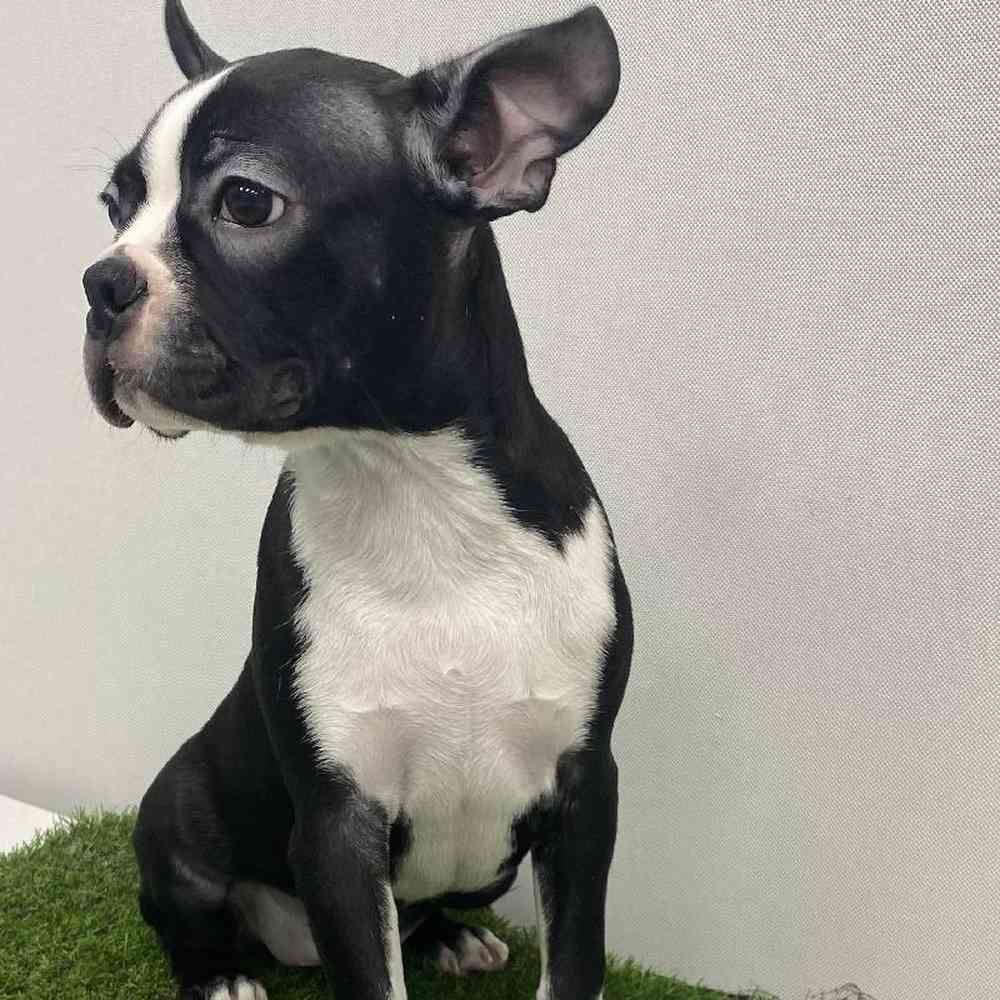 Pip