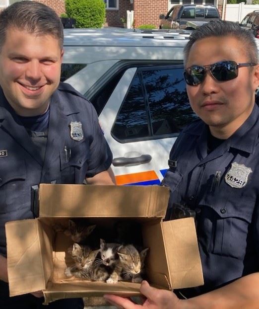 Kittens